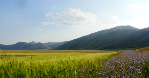 Vue Panoramique Sur Paysage Montagneux Ensoleillé — Video