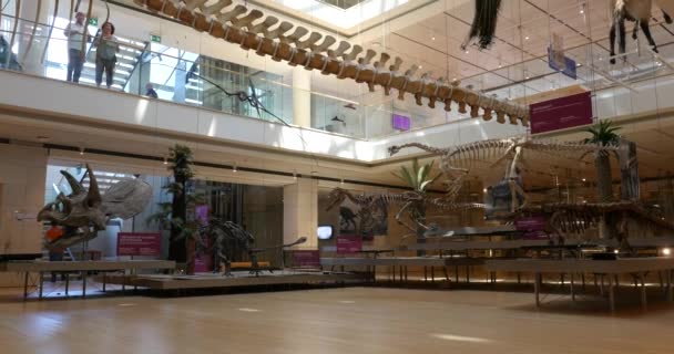 Londen Verenigd Koninkrijk Mei Interieur Uitzicht Natural History Museum Mei — Stockvideo