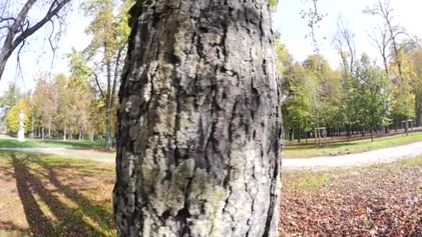 Smiling close up portrait of young blonde woman in a park in aut — Stock Video