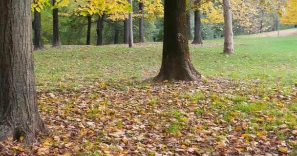 Vyhlídkový Pohled Podzimní Park Zelenou Trávou Spadlým Listí Slunci — Stock video