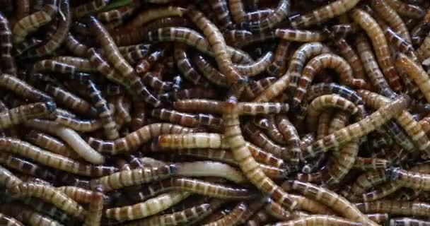 Close Shot Many Moving Maggots — Stock Video