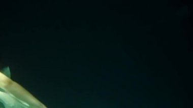 Geceleri yüzme havuzunda sualtı kadın portresi. Oniric imag