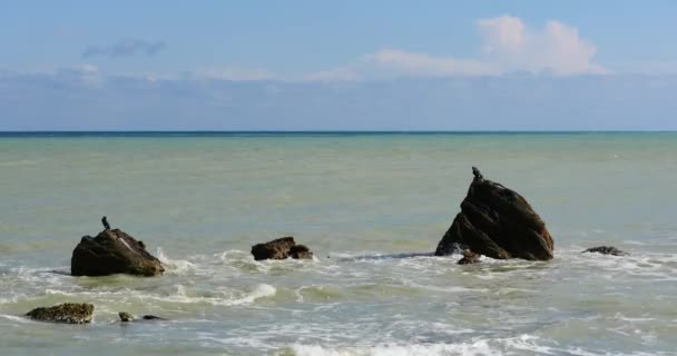 Uccelli Neri Appollaiati Rocce Nel Mare Tempestoso — Video Stock