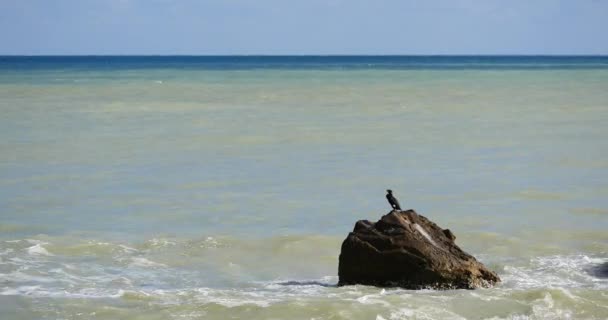 Svart Fågel Sittande Sten Stormiga Havet — Stockvideo