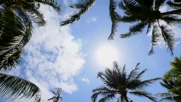 Palmas Movimento Folhagem Vento Céu Nublado — Vídeo de Stock