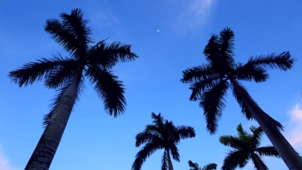 Palmas Movimiento Follaje Viento Cielo Noche — Vídeo de stock