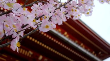 Bahar zamanında güzel kiraz çiçeği sakura. Tokyo, Japonya.