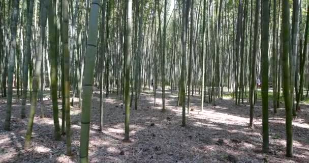 Vista Panorámica Del Bosque Bambú Luz Del Sol — Vídeos de Stock