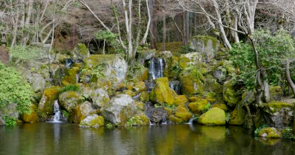 Piccole Cascate Che Scorrono Rocce Muschiose Scena Verde — Video Stock