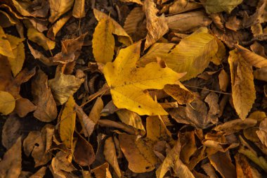Güzel renkli sonbahar yaprakları