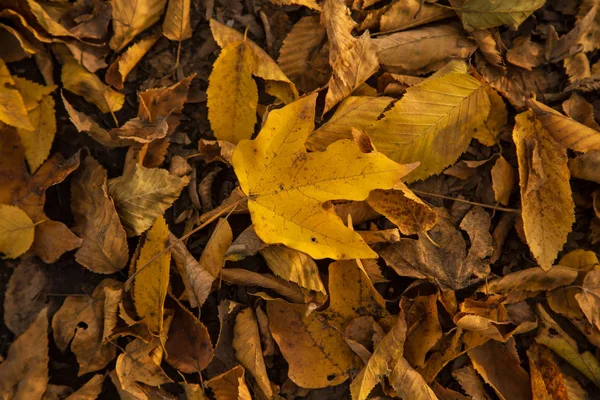 Güzel renkli sonbahar yaprakları