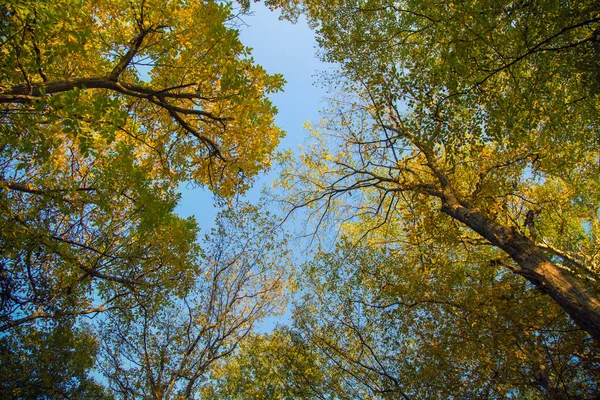 Sonbahar kron ağaçları. Güzel mevsim doğa fotoğrafçılığı.
