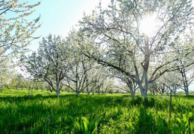 Bahar parkında çiçek açan elma ağaçları.