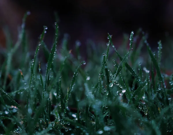 Drops Water Grass — Stock Photo, Image