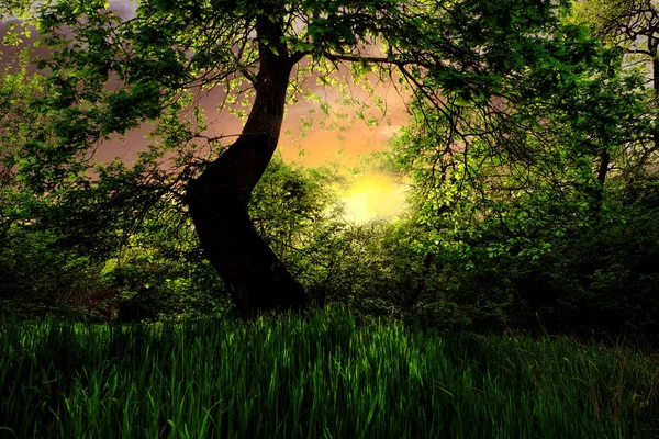 gün batımında çayır üzerinde taze yaprakları ile ağaç bahar