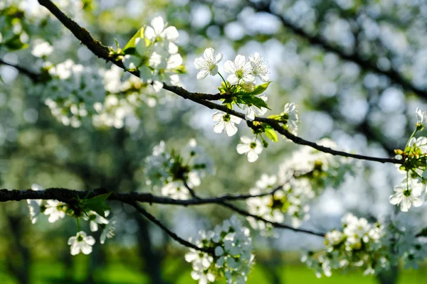 tam bloom Kiraz Bahçesi