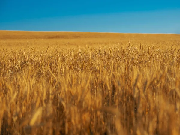 sarı alan ve blie gökyüzü