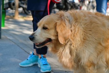 köpek eğitmeni yakınında sokakta siting