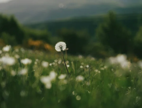 Beyaz tüylü karahindiba, doğal yeşil bulanık bahar arka planı, seçici odak.
