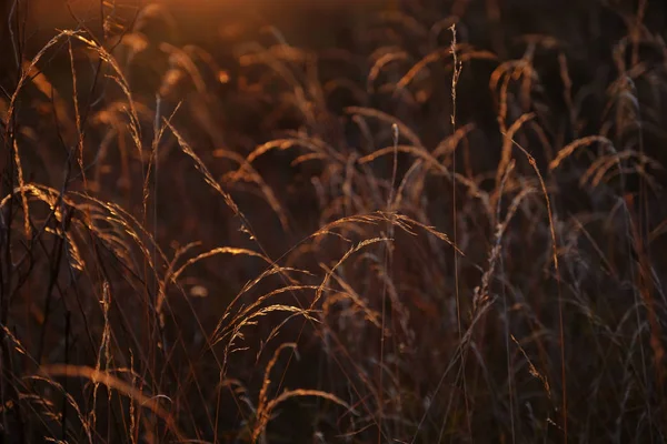 Gün batımında çimen tarlası