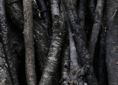 Ağaç doku fotoğraf. Doğal ahşap süs. Rustik ahşap kökleri portre.