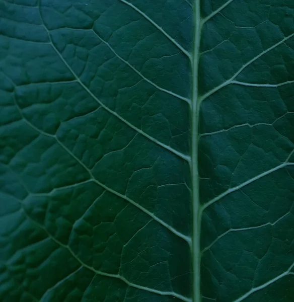 Yeşil yaprak beyaz çizgiler bir doku ile. İlginç yapı Close-Up.