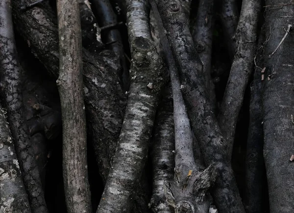 Ağaç doku fotoğraf. Doğal ahşap süs. Rustik ahşap kökleri portre.