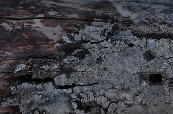 Arkaplan için Ağaç Kabuğu Dokusu