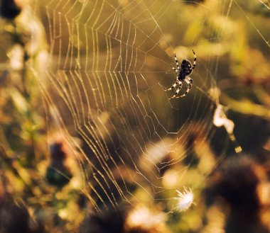 Akşam güneşi örümcek ağları