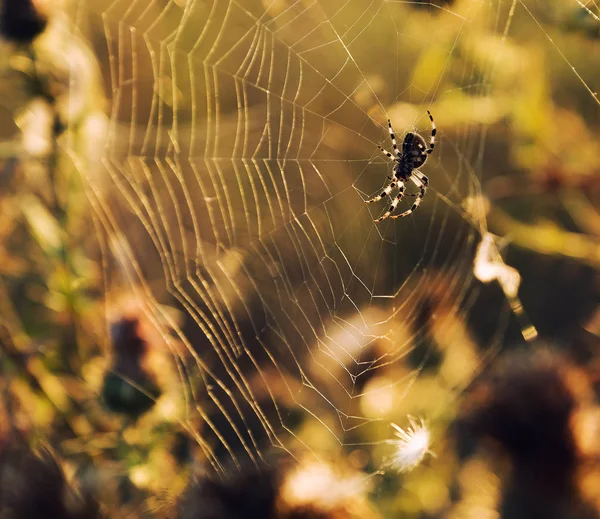 Akşam güneşi örümcek ağları