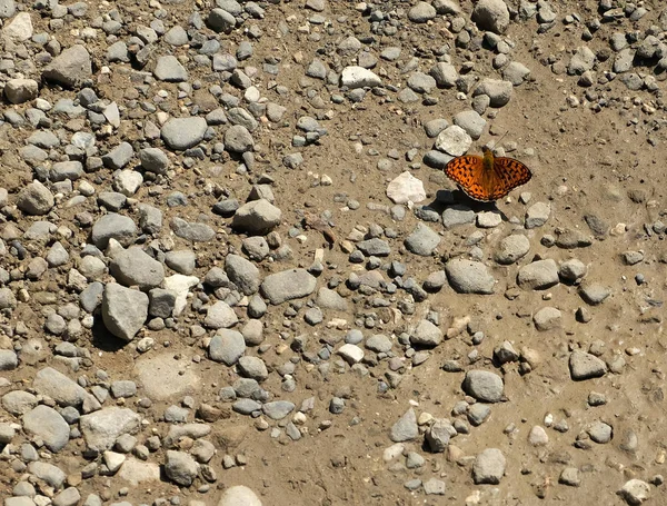 orange butterfly sitting on stones