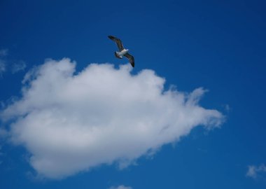 gökyüzünde bulutlar ile büyük Martı Fotoğraf 
