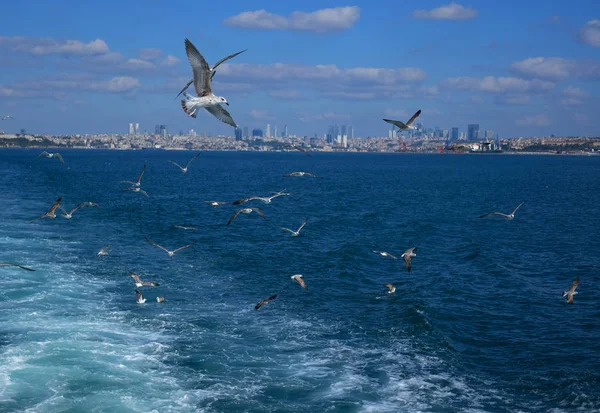 Seagulls Flying Bosphorus Istanbul Turkey — стоковое фото