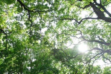 Güneş ışığı yeşil yaprakları gider