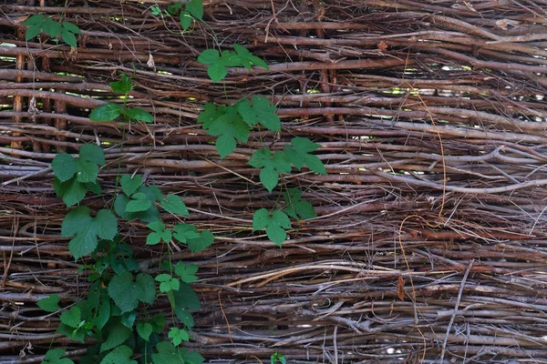 kaba Tiriz ve çit doğal ahşap adam