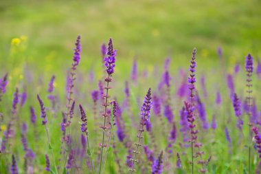 Çiçekli bitki bitki Salvia güzel menekşe çiçeği kadar kapatın 