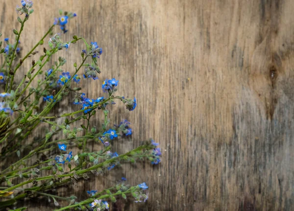 Arka plan ile taze ihale mavi çiçekler