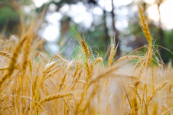 Hasat dönemi itibariyle çavdar tarlası
