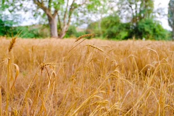 Buğday tarlası. Altın buğday kulakları yakında. Güzel Doğa Günbatımı Manzarası. Parlayan Güneş Işığı Altında Kırsal Manzara. Olgunlaşan çayırlık buğday tarlalarının arka planı. Zengin hasat kavramı