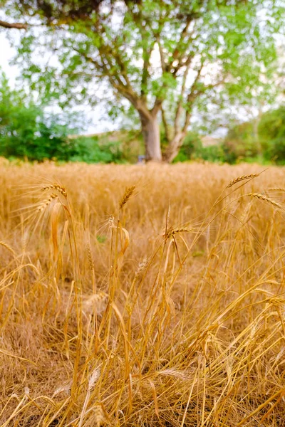 Bir tarlada yetişen sarı tahıllar hasat için hazır.