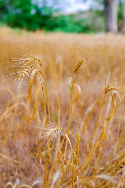 Bir tarlada yetişen sarı tahıllar hasat için hazır.