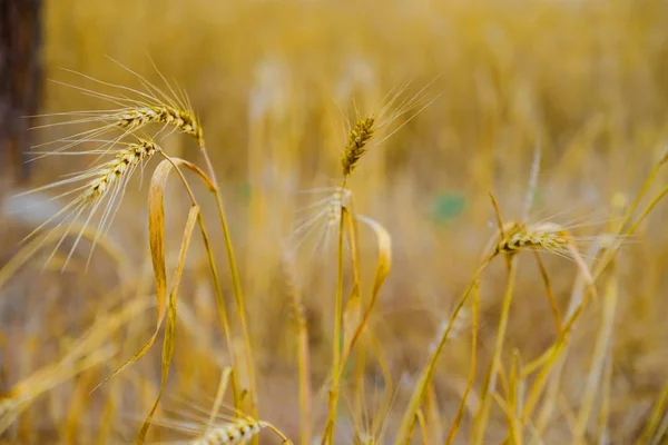 doğa, yaz, hasat ve tarım kavramı - yakın Mısır gevreği alanının spikelets olgun çavdar ya da buğday ile