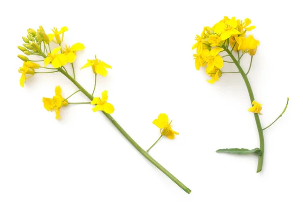 Цветок Рапса Выделен Белом Фоне Brassica Napus Flowers Вид Сверху — стоковое фото