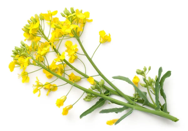 Цветок Рапса Выделен Белом Фоне Brassica Napus Flowers Вид Сверху — стоковое фото