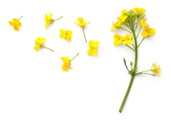 Rapeseed blossom isolated on white background. Brassica napus flowers. Top view 