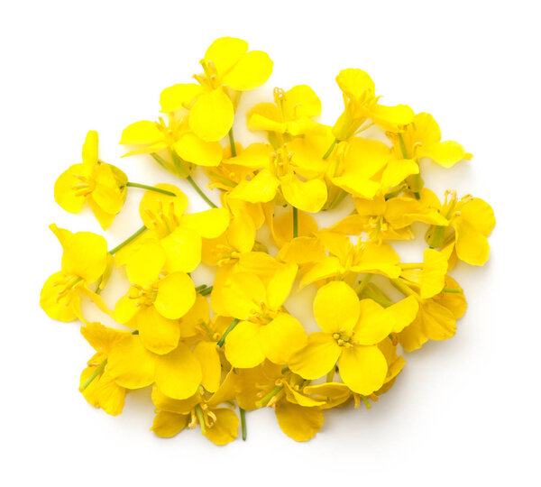 Rapeseed blossom isolated on white background. Brassica napus flowers. Top view 