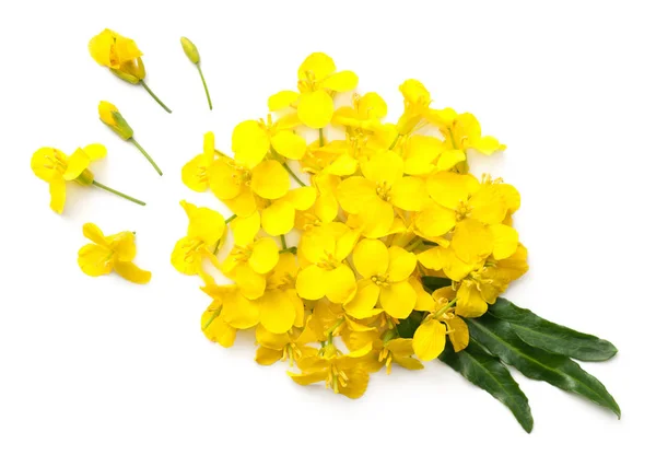 Koolzaad Bloesem Geïsoleerd Een Witte Achtergrond Brassica Napus Bloemen Bovenaanzicht — Stockfoto