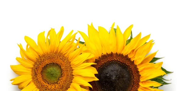 Sonnenblumen Rand Isoliert Auf Weißem Hintergrund Ansicht Von Oben — Stockfoto
