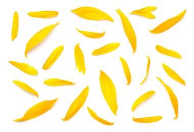 Beyaz arka plan üzerinde izole ayçiçeği yaprakları. Düz yatıyordu. Üstten görünüm