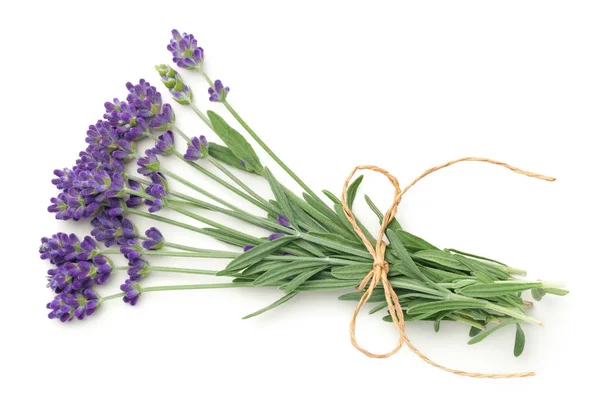 Flores de lavanda cacho isolado no fundo branco — Fotografia de Stock